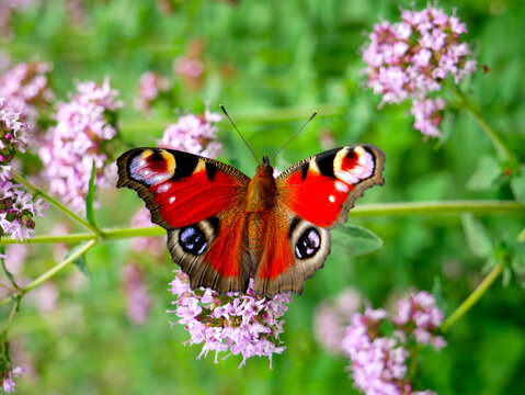 A vibrant peacock butterfly with striking eye spots rests on a cluster of delicate pink flowers. The background is a soft blur of green foliage.
