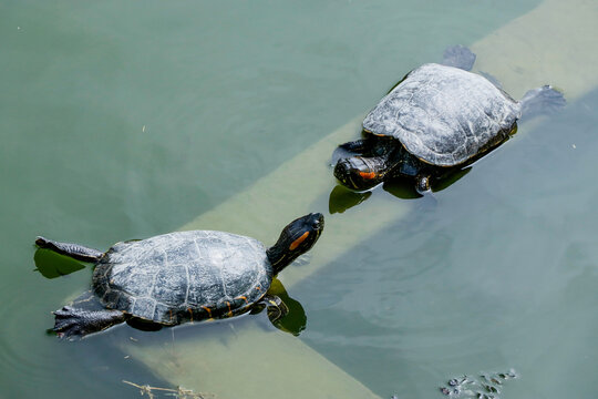 2 tortugas disfrutando del sol. 