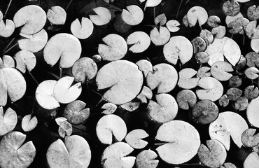 Arrière plan naturel de plantes à la surface de l’eau, monochrome, horizontal, © bernard