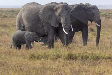 African elephant breeding herd including a large adult matriarch, a juvenile, and a small baby calf standing in the dry grass savanna of Amboseli National Park, Kenya © htrnr
