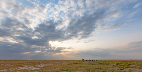 Breeding Herd of African Elephants on the Savanna Plains of Amboseli National Park under a Dramatic Sunset Sky © htrnr