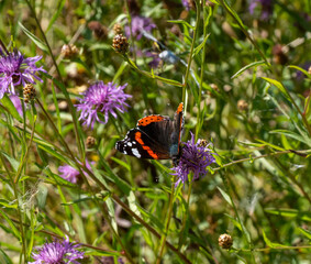 butterfly on flower © Plesca