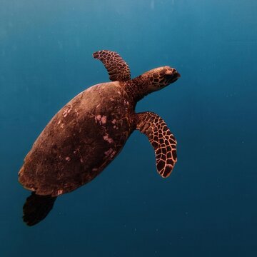 Sea turtle gliding through deep blue ocean waters