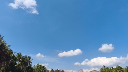 Clear blue summer sky with tropical coconut palm tree borders and soft white clouds perfect for vacation travel or nature background themes © dani