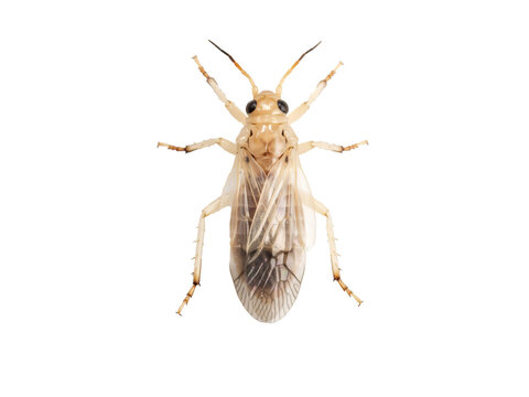 Top down macro view of a pale yellowish winged insect with long antennae and translucent wings isolated on a black background for science
