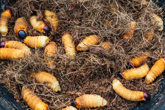 A chontacuro larvaes (Rhynchophorus palmarum), a traditional and nutritious edible beetle grub harvested from chonta palm trees in the Ecuadorian Amazon rainforest, commonly served grilled or raw. 