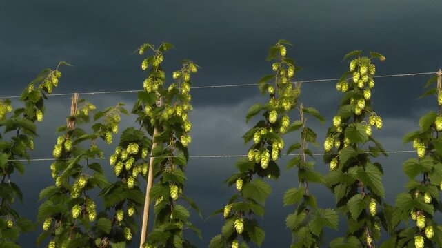 Ripe hop cones swaying on vines under a dramatic stormy sky