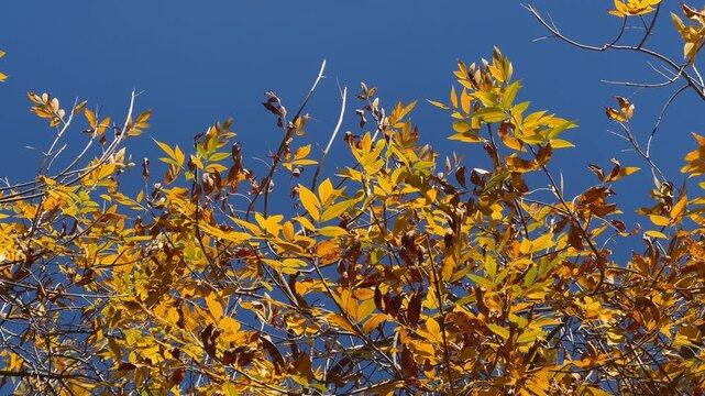 Low angle panning of an Ash (Fraxinus) tree canopy with bright yellow autumn leaves&nbsp; blowing in the wind against a clear blue sky. Concept of seasonal change and fall vibe