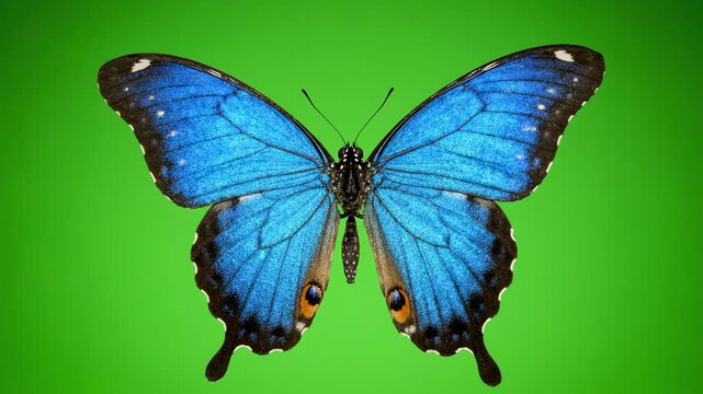 Vibrant blue morpho butterfly flapping its wings while hovering against a bright chroma key green background for video compositing