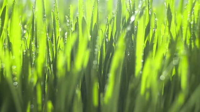 Fresh grass glows with morning dew. Sunlight filters through slender green blades. Water droplets catch the light, sparkling. Each blade vibrates with dewy life. Soft focus enhances natural