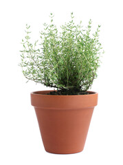 Fototapeta premium Aromatic thyme in pot isolated on white
