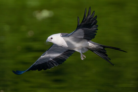 Swallow-tailed kites prepping for a long migration. 