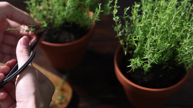 Woman cutting fresh thyme twigs with scissors from pot at wooden table, selective focus