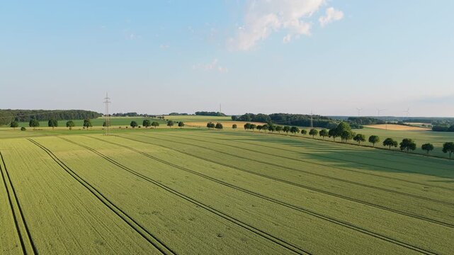 Aerial top view on green crop field. Nature environment. Green harvest in field. Summer green field. Agricultural aerial landscape. Green crop agricultural farm landscape. Harvesting and cultivation