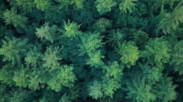 Nature landscape 4k footage. Landscape with forest in spring. Green forest in summer aerial view. Rainforest ecosystem and healthy environment. Jungle nature background. Tree growing in lush forest