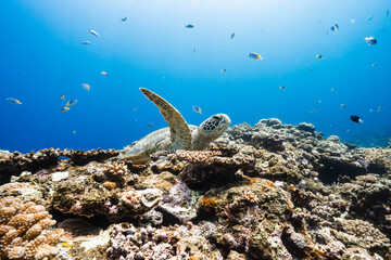 Peaceful underwater nature scene with sea turtle, coral reef and blue ocean © Satoshi