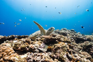 Green sea turtle in a sunlit coral reef ecosystem with tropical fish © Satoshi