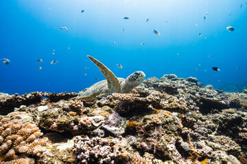Majestic green sea turtle on a tropical coral reef under clear blue water © Satoshi