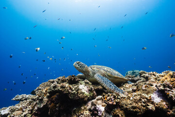 Green sea turtle resting peacefully among colorful coral formations © Satoshi