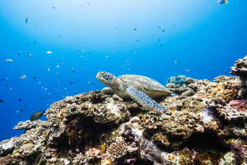 Tropical underwater landscape featuring a green sea turtle and vibrant corals © Satoshi