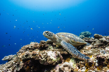Green sea turtle resting on a colorful coral reef beneath a clear blue ocean © Satoshi