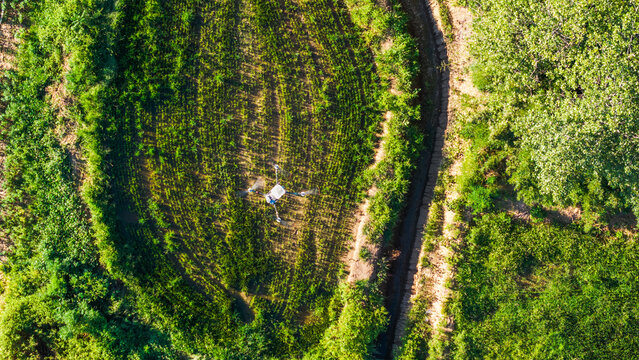 An aerial shot of a drone hovering over neatly arranged crop fields beside a narrow dirt path, capturing agricultural growth.