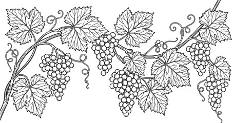 Obraz premium Vintage grapevine branch border vector illustration isolated on white background hand drawn black frame element with grapes bunches and leaves for wine label design