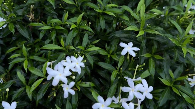 Close-up of white jasmine flowers with green leaves in garden