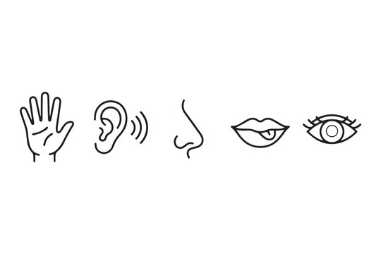 Five senses line icon set including touch hear smell taste sight vector illustration