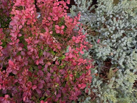 Beautiful garden composition featuring a vibrant red Japanese barberry (Berberis thunbergii) shrub next to a silvery-blue coniferous juniper bush. Close-up photo of decorative contrast between colorfu