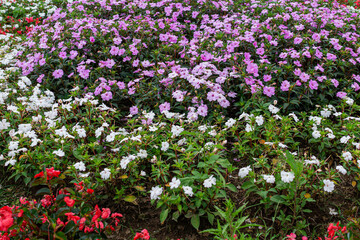 Fototapeta premium Colorful New Guinea Impatiens Flower Bed Garden