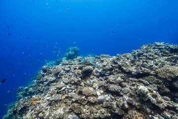 Wide angle underwater view of a coral reef with a green sea turtle © Satoshi