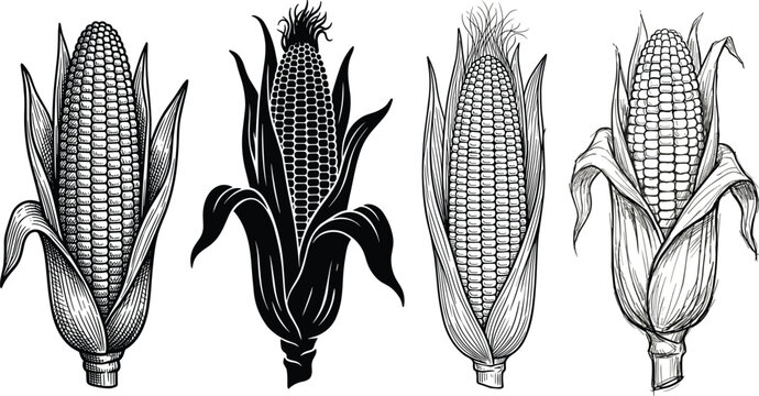Vintage hand drawn corn cob vector illustration set with line art engraving details for autumn harvest Thanksgiving design projects isolated on white background