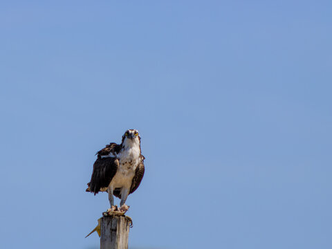 An osprey with a fish