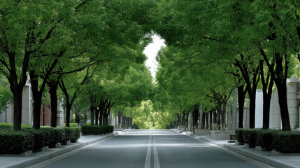 Fototapeta premium Tree lined road green foliage empty street urban landscape peaceful summer sunlight two lane city nature
