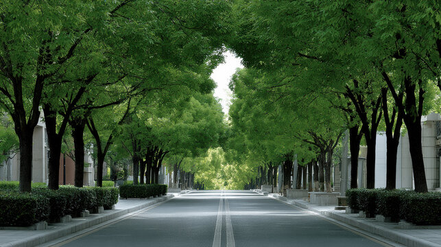 Tree lined road green foliage empty street urban landscape peaceful summer sunlight two lane city nature