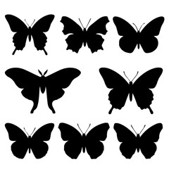 Obraz premium Set of black butterfly silhouettes isolated on a white background for design.