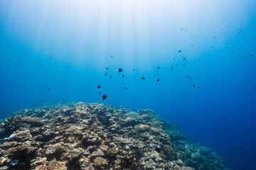 Tropical coral reef with sunbeams shining through clear blue water © Satoshi