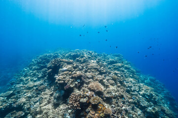 Underwater landscape with vibrant coral reef and tropical reef fish © Satoshi