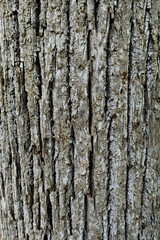 Fototapeta premium tree bark texture