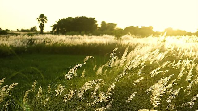  Beautiful white kash or white grass flowers green leaves  Landscapes swing by wind in field and meadow 4K video