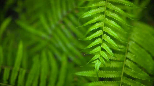 green fern leaf