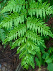 close up of fern leaf © 鴻偉 蔡