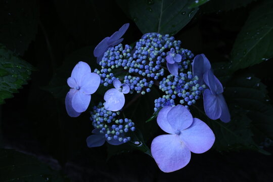 blue hydrangea flowers in the garden