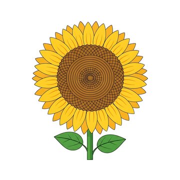 Bright Yellow Sunflower with Green Stem and Leaves