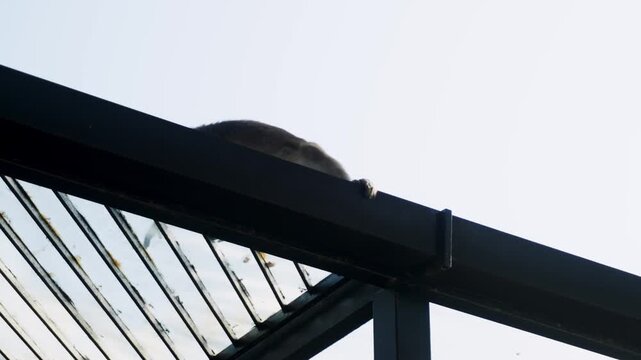 Little monkey is moving on glass roof of the building at day time filmed from below. Wild primate in motion. A macaque or is walking and jumping across the terrain. Activity and natural agility