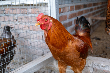 Vibrant Red Rooster in a Farm Coop Setting © ibnus