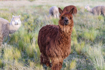 Fototapeta premium Long-haired reddish alpaca looking at camera among a herd grazing on a highland meadow