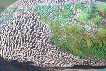 Peacock feather body close up background © Amphawan