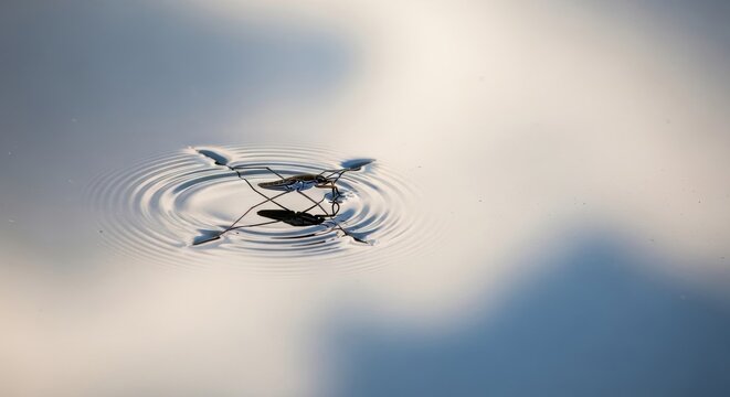 Water strider gracefully gliding on a calm water surface